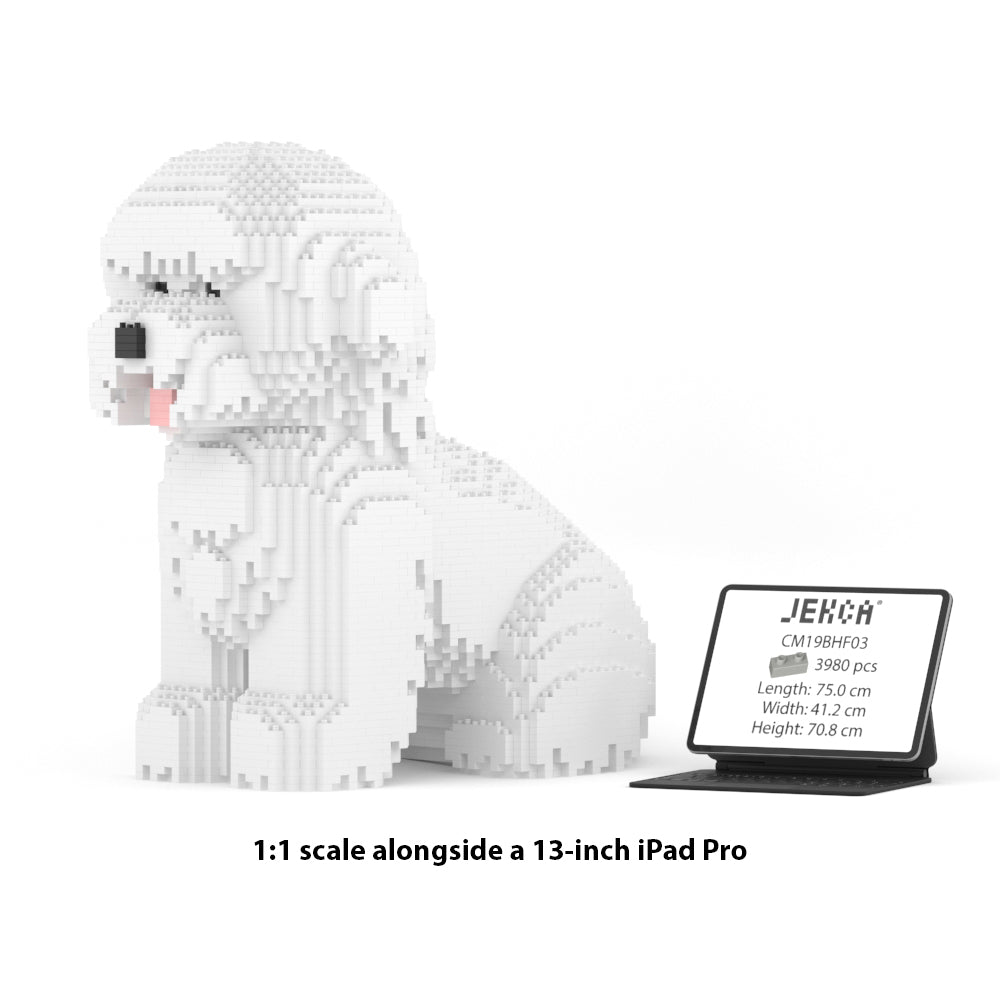 Bichon Frise 03