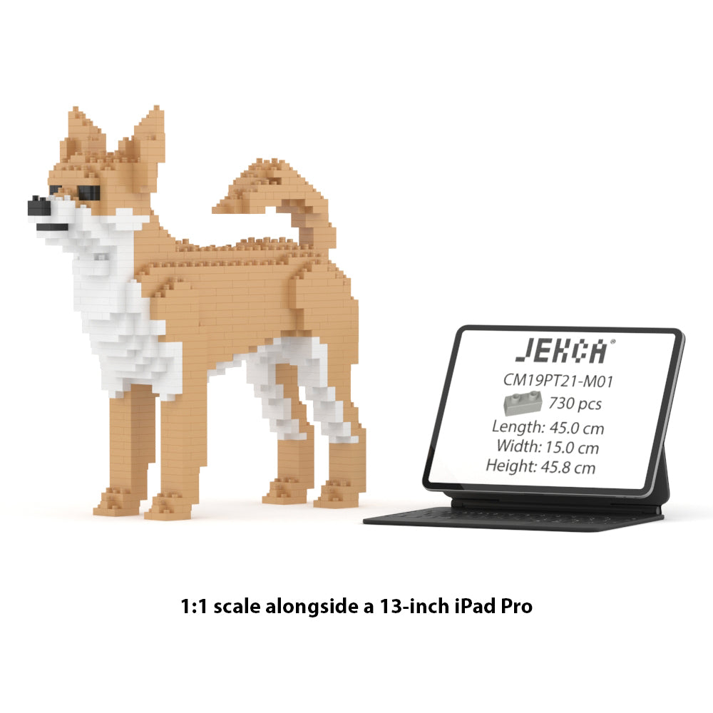 Chihuahua 01-M01