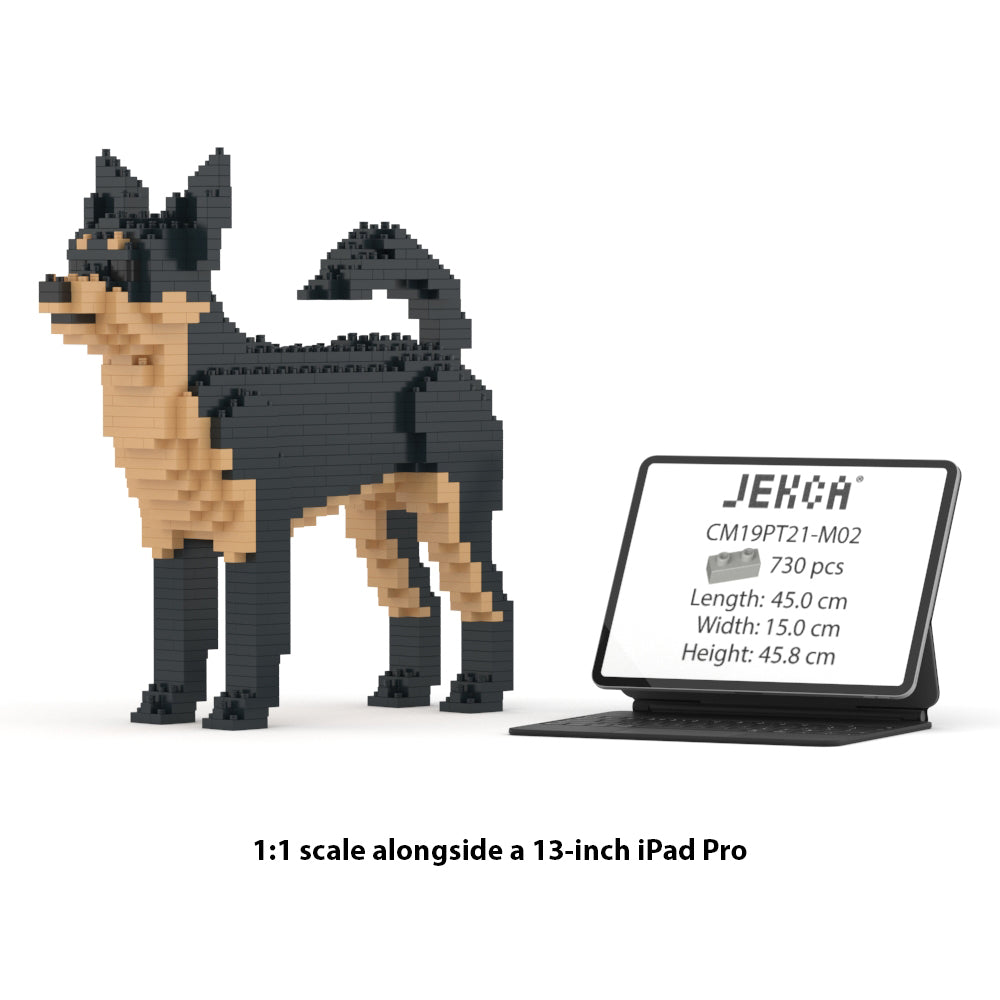 Chihuahua 01-M02