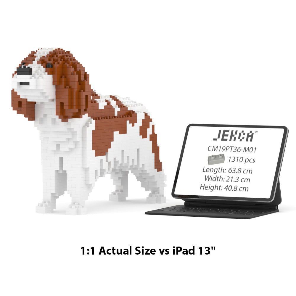 Cavalier King Charles Spaniel 01-M01