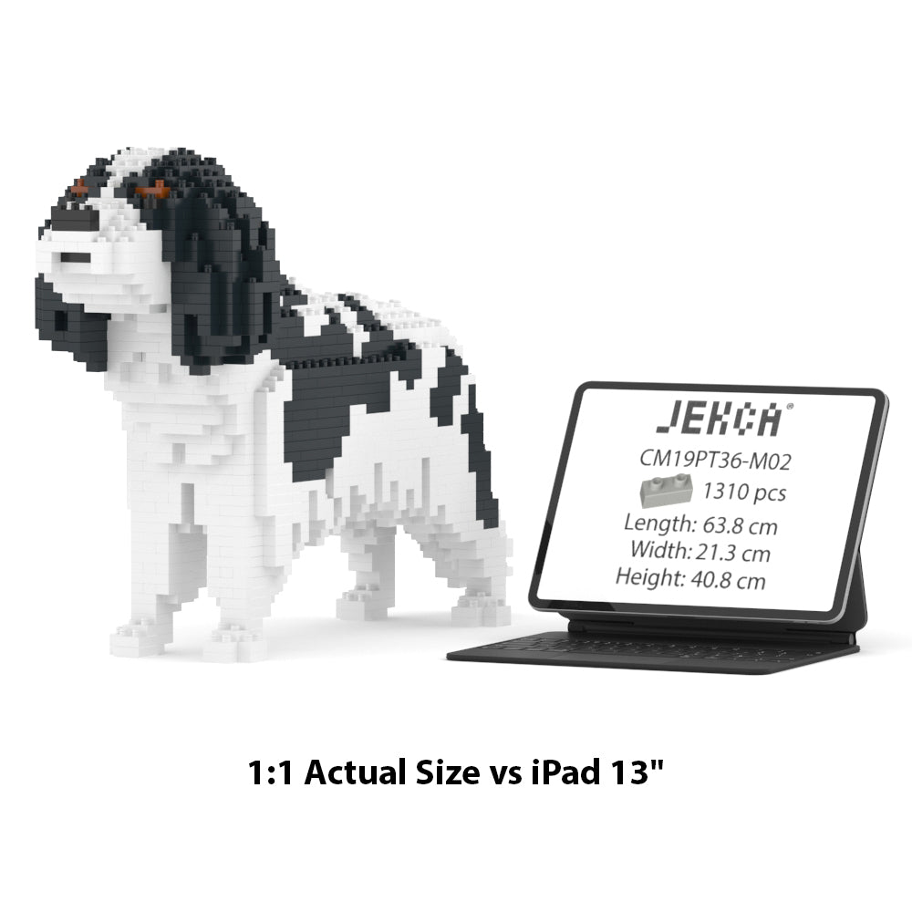 Cavalier King Charles Spaniel 01-M02