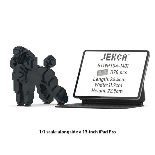 Standard Poodle 01-M01