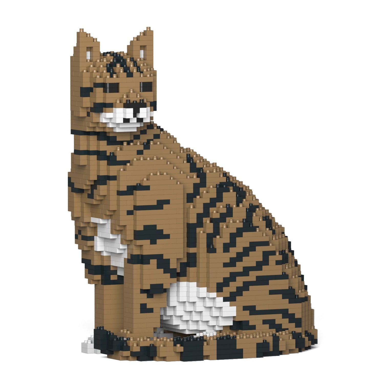 Brown Tabby Cat