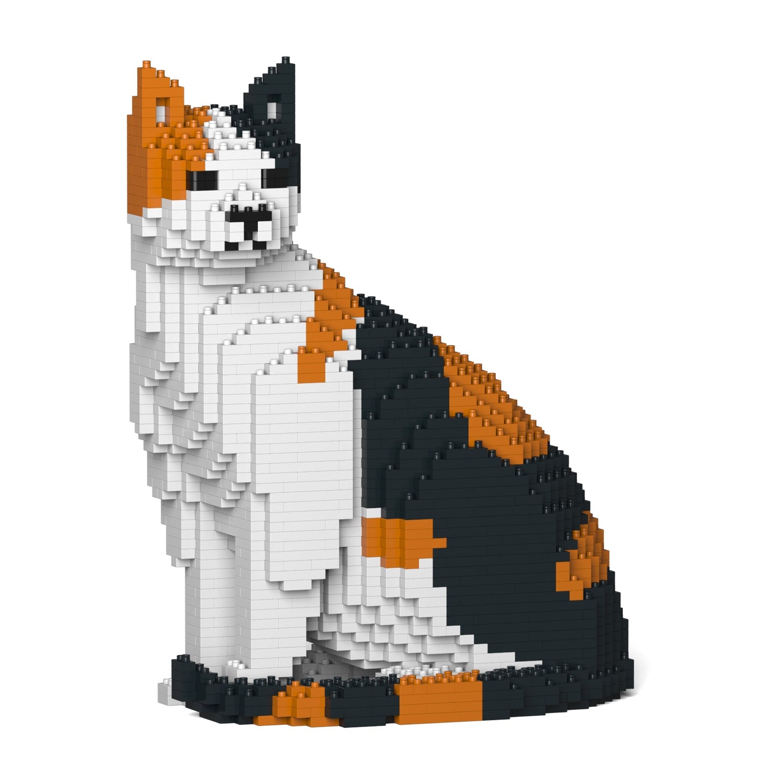 Calico cat