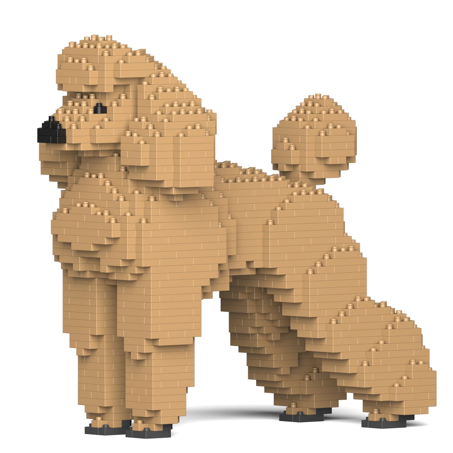 Standard Poodle