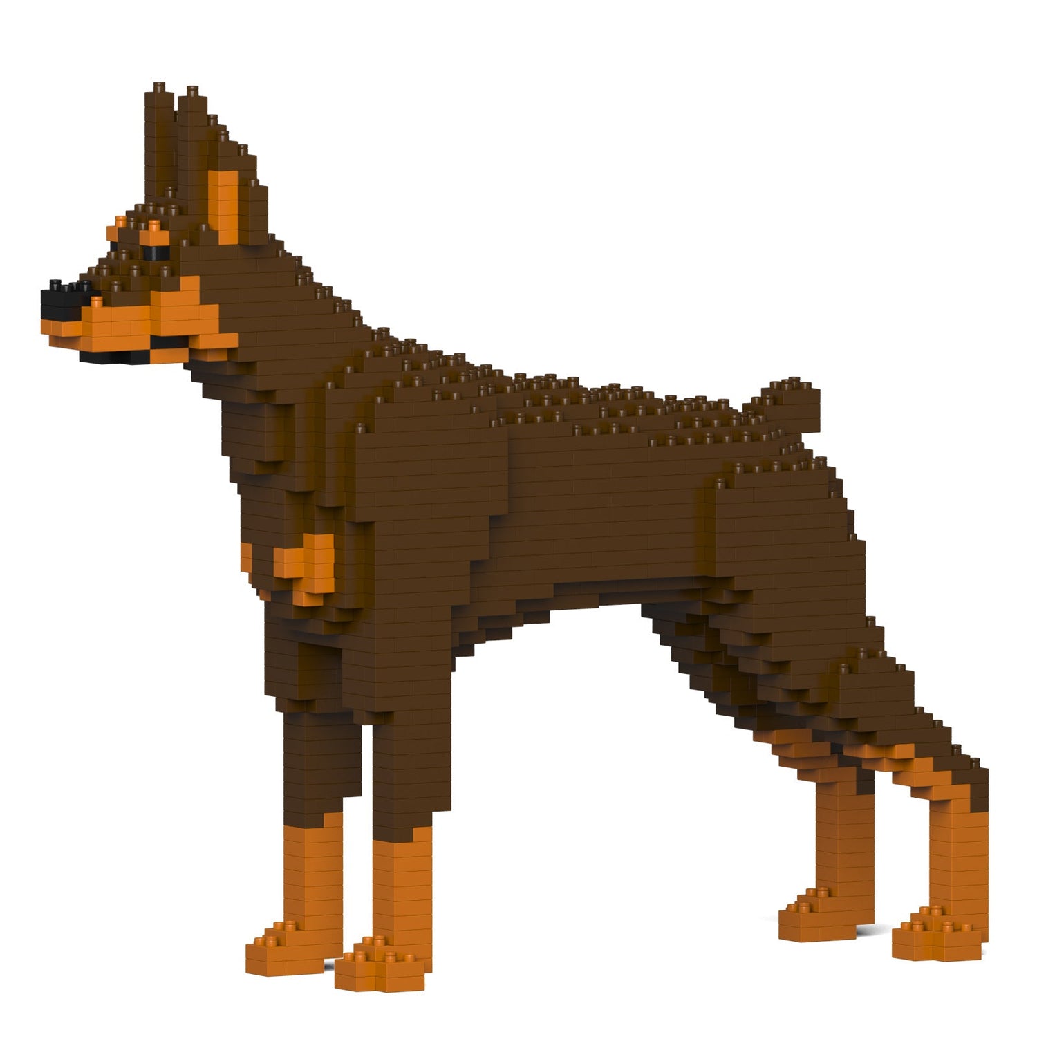 Doberman Pinscher
