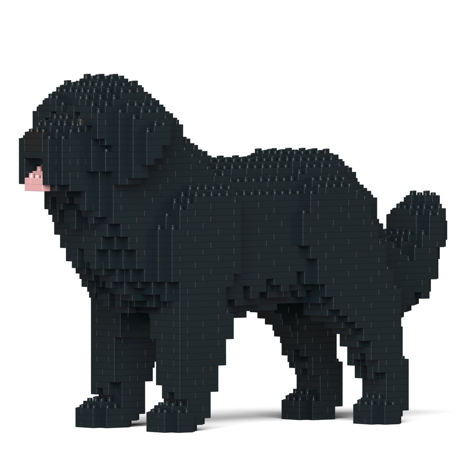 Newfoundland Dog