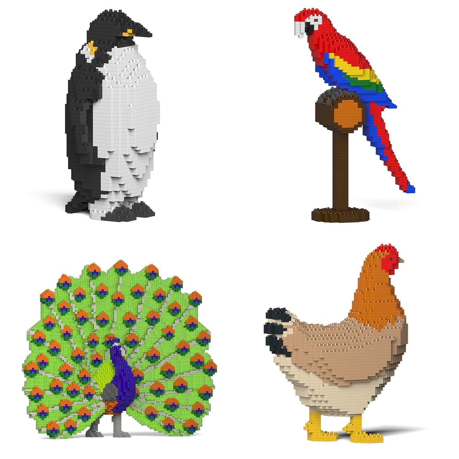 Birds