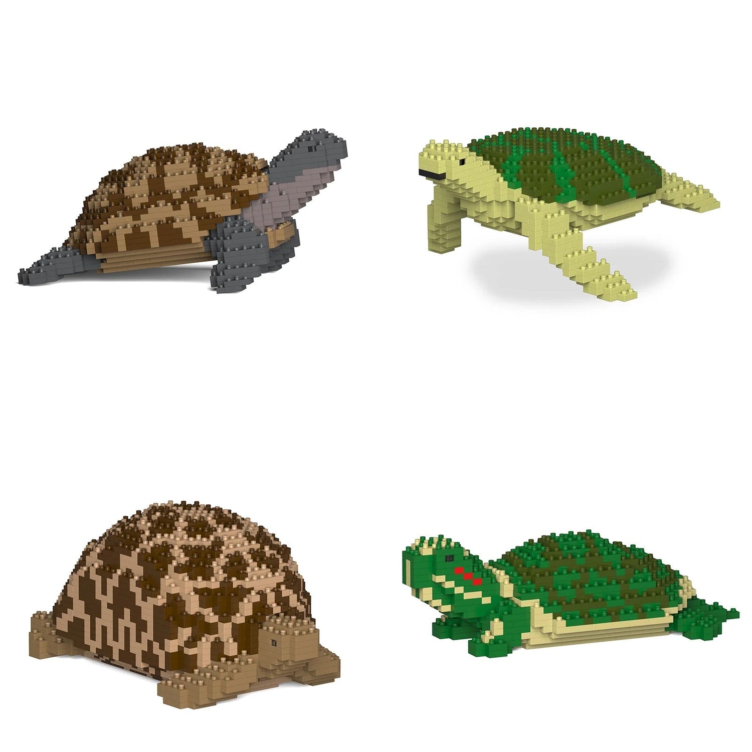 Turtles & Tortoises