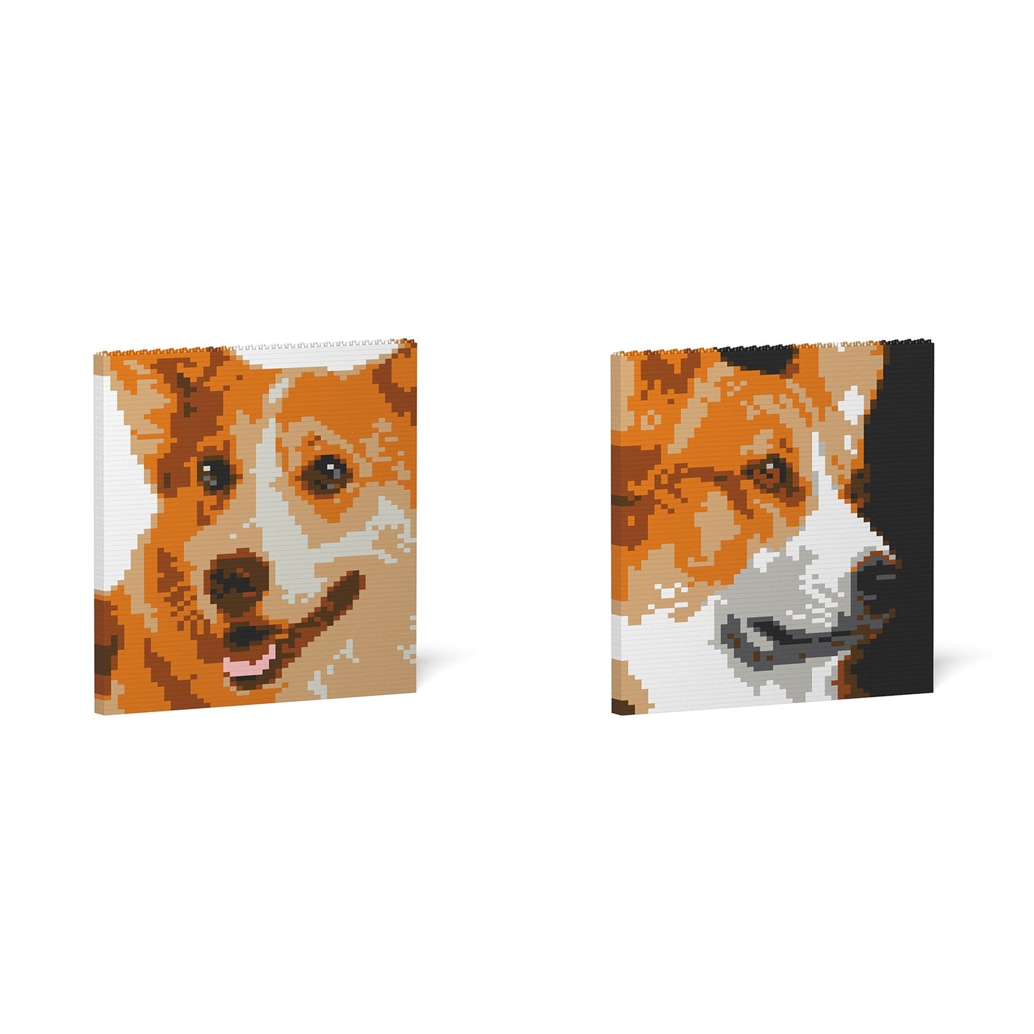 Welsh Corgi