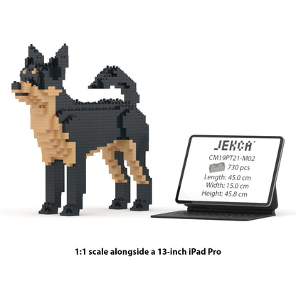Chihuahua 01-M02