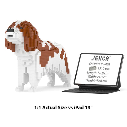 Cavalier King Charles Spaniel 01-M01