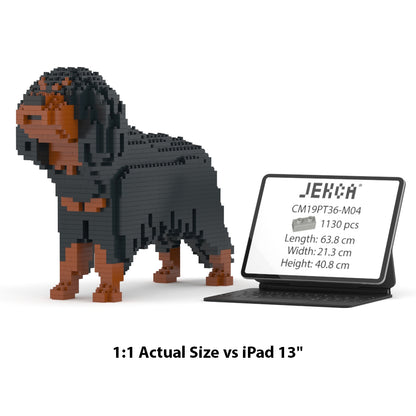 Cavalier King Charles Spaniel 01-M04