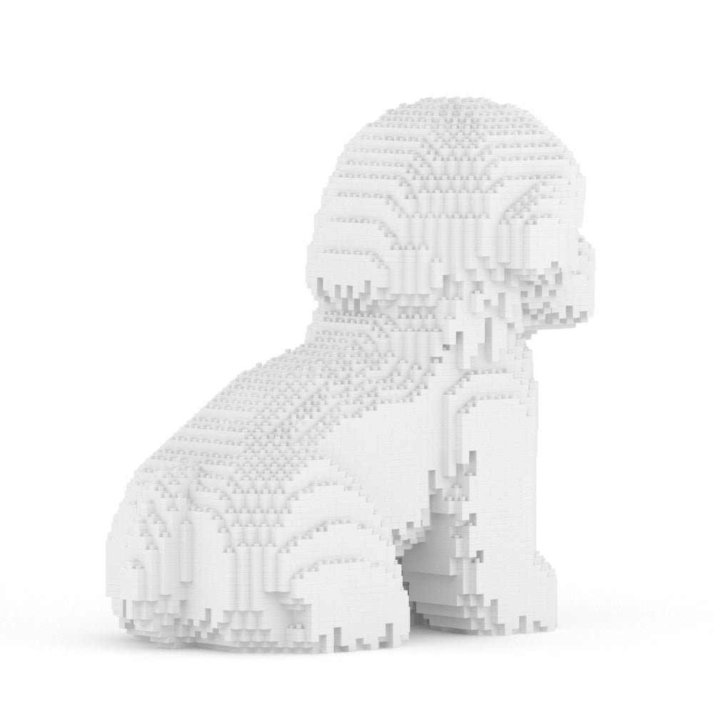 Bichon Frise 03