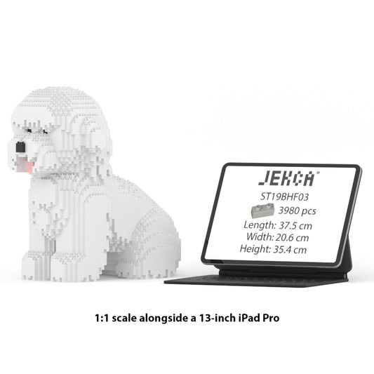 Bichon Frise 03