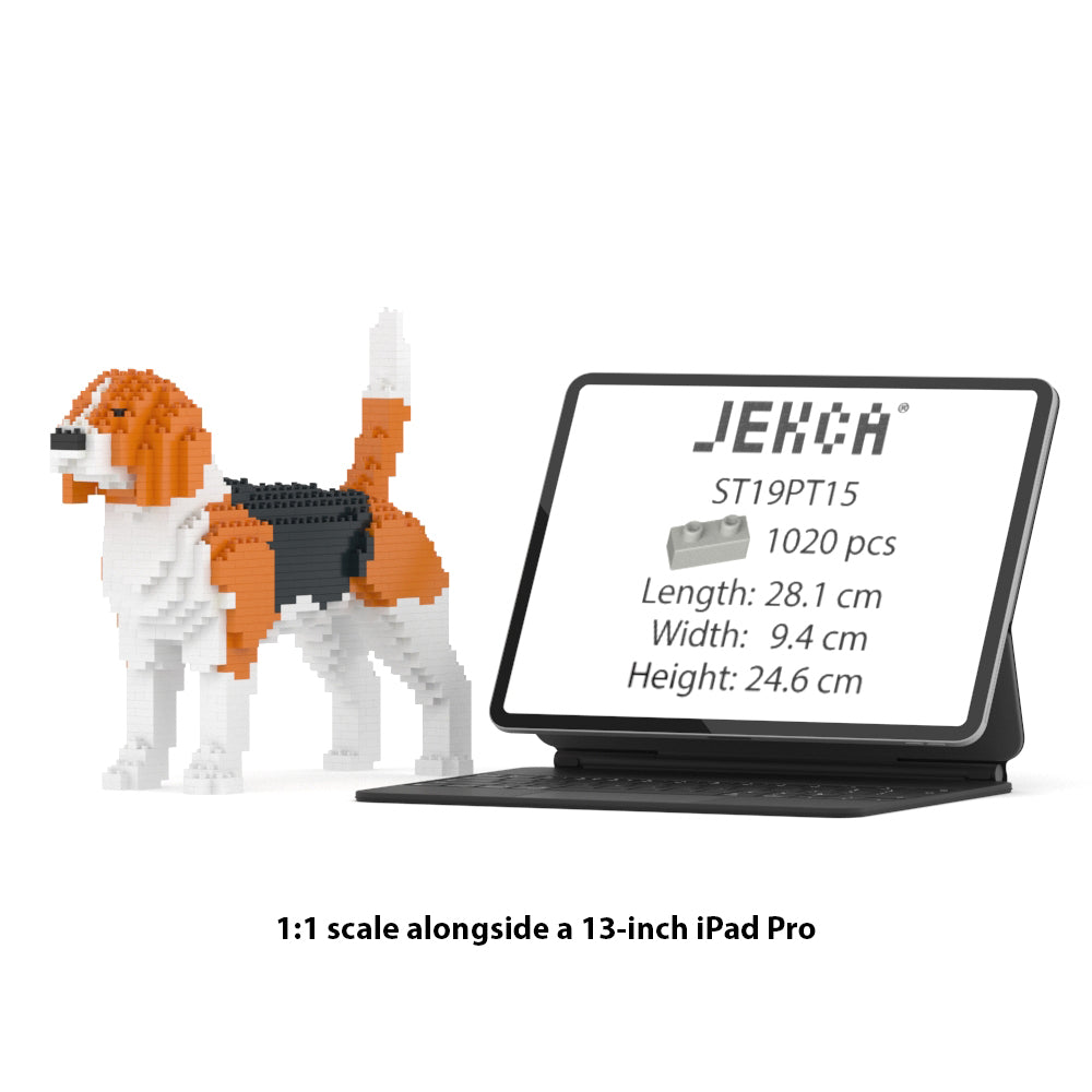 Beagle 01
