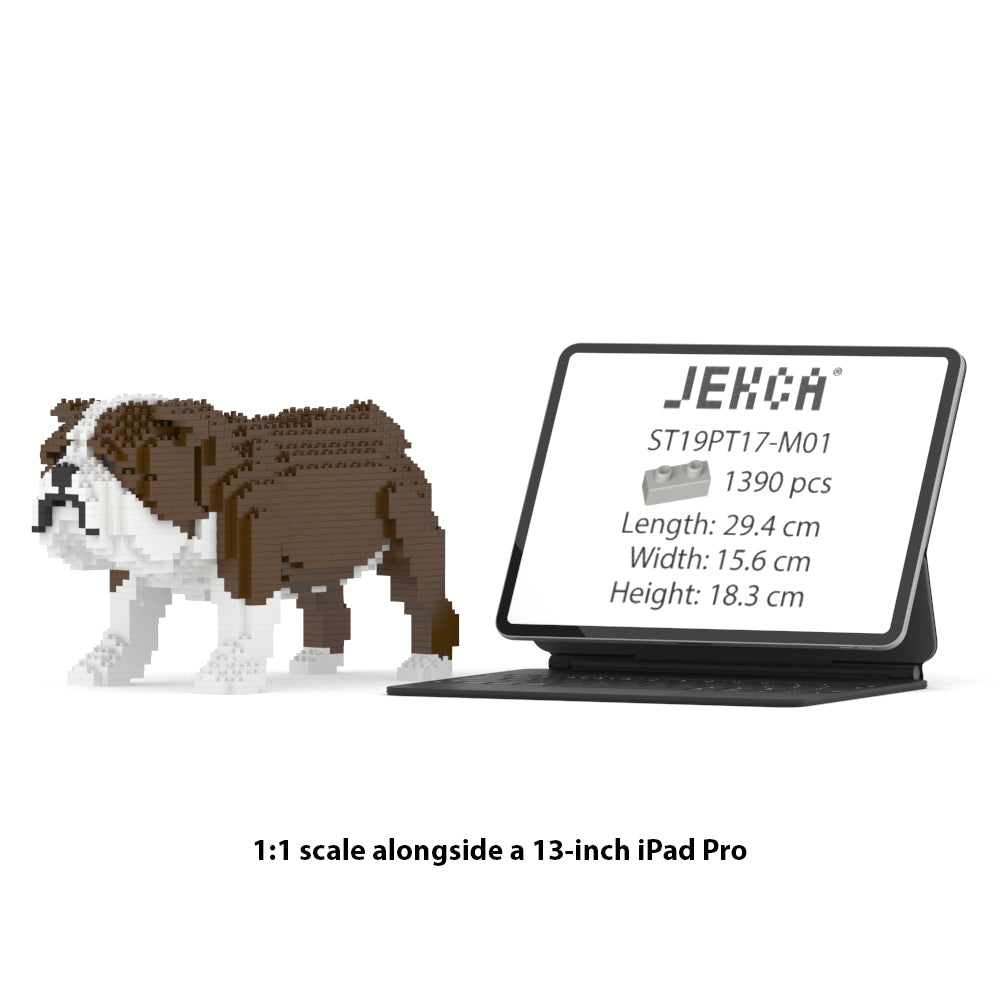 English Bulldog 01-M01