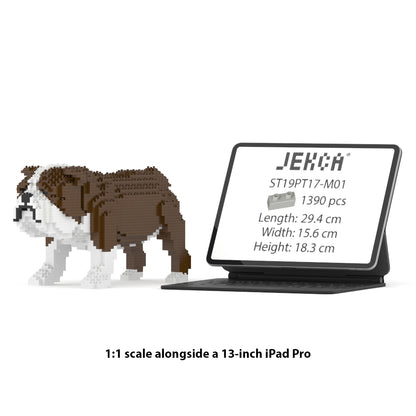 English Bulldog 01-M01