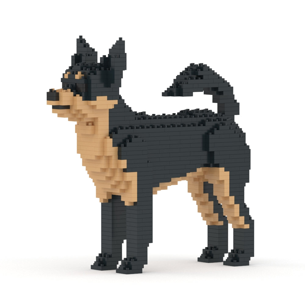 Chihuahua 01-M02