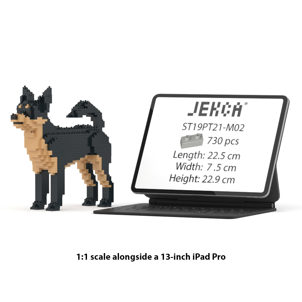 Chihuahua 01-M02