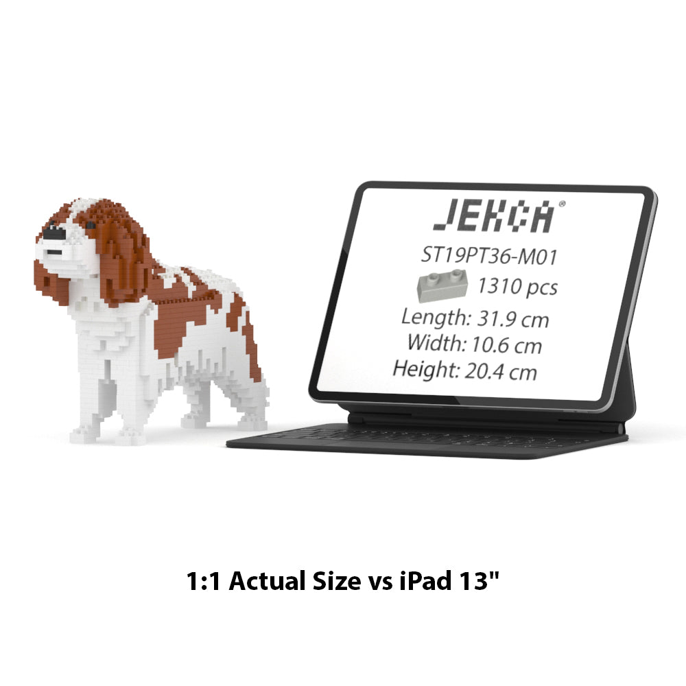 Cavalier King Charles Spaniel 01-M01