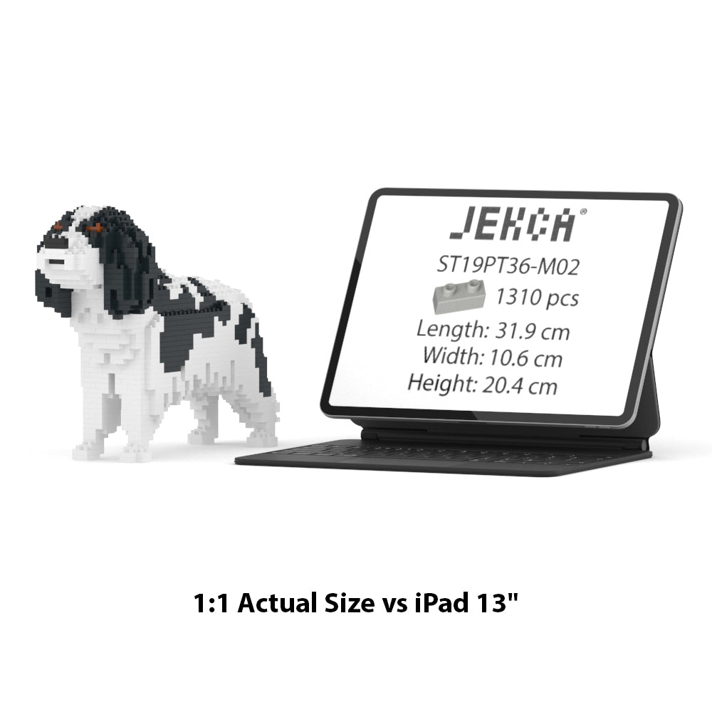 Cavalier King Charles Spaniel 01-M02