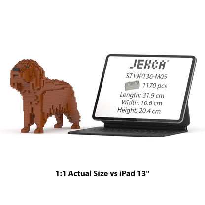 Cavalier King Charles Spaniel 01-M05