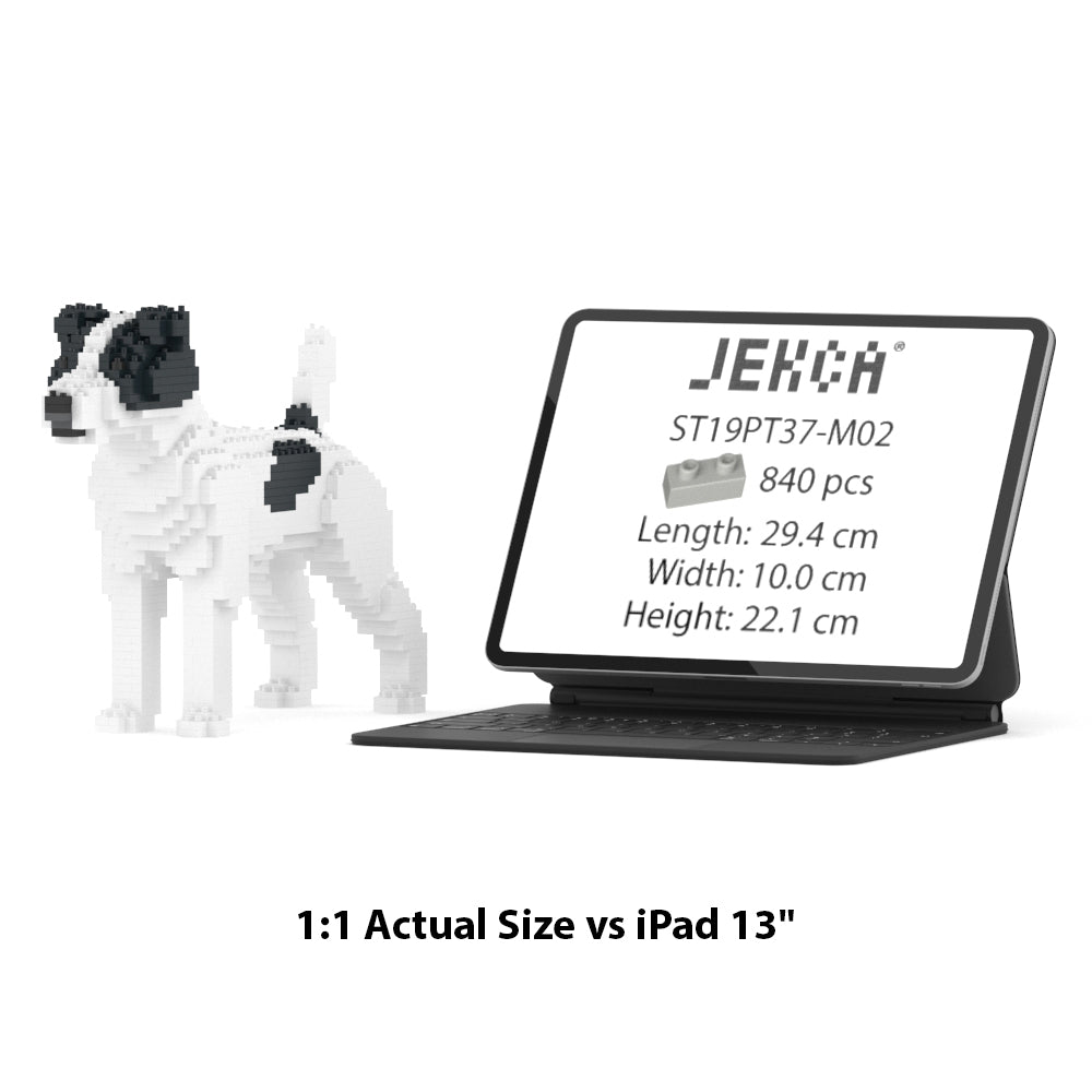 Jack Russell Terrier 01-M02