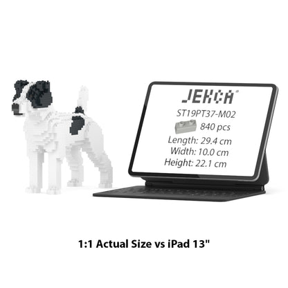 Jack Russell Terrier 01-M02