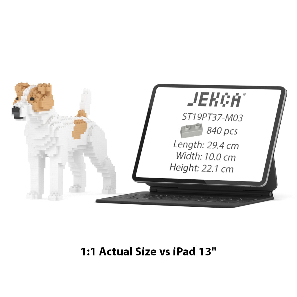 Jack Russell Terrier 01-M03